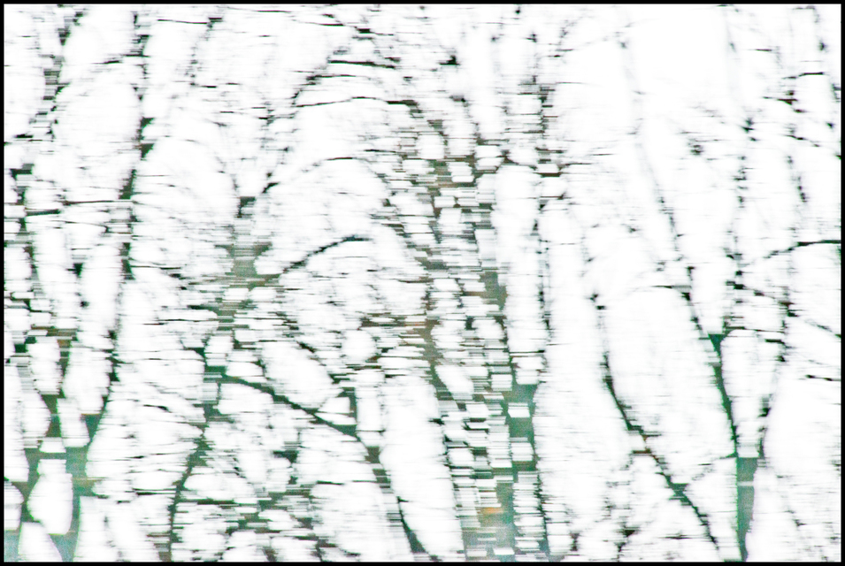 Winter Trees against Sky III - ID 009563