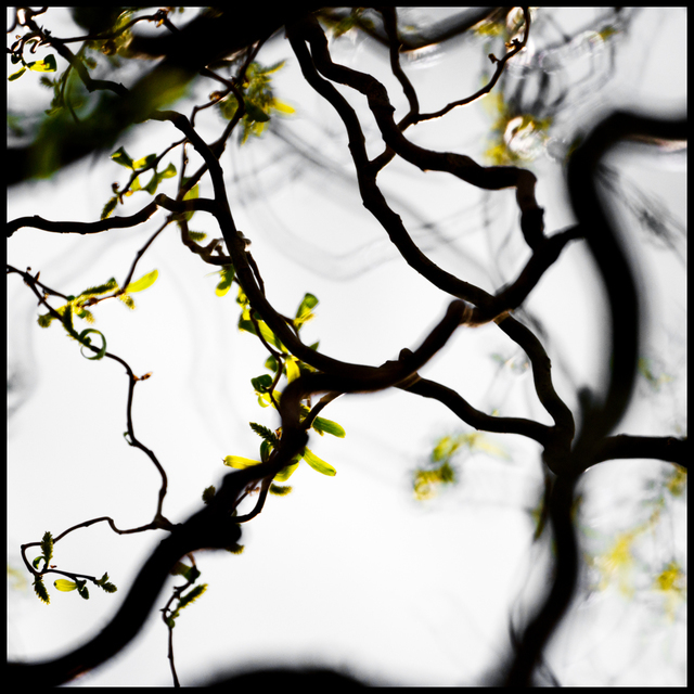 Twirl First Green I - ID 009565