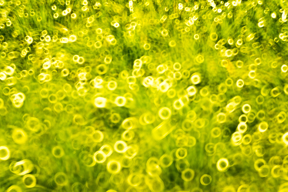 Green Circles - ID 009568