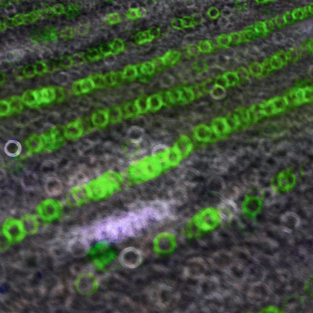 Green Circles - ID 009576