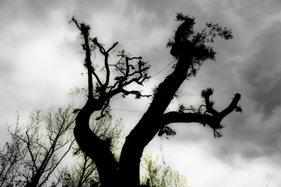 Bound Tree - ID 009599