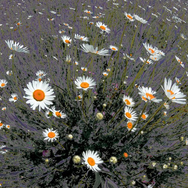 Leucanthemum II - ID 009605