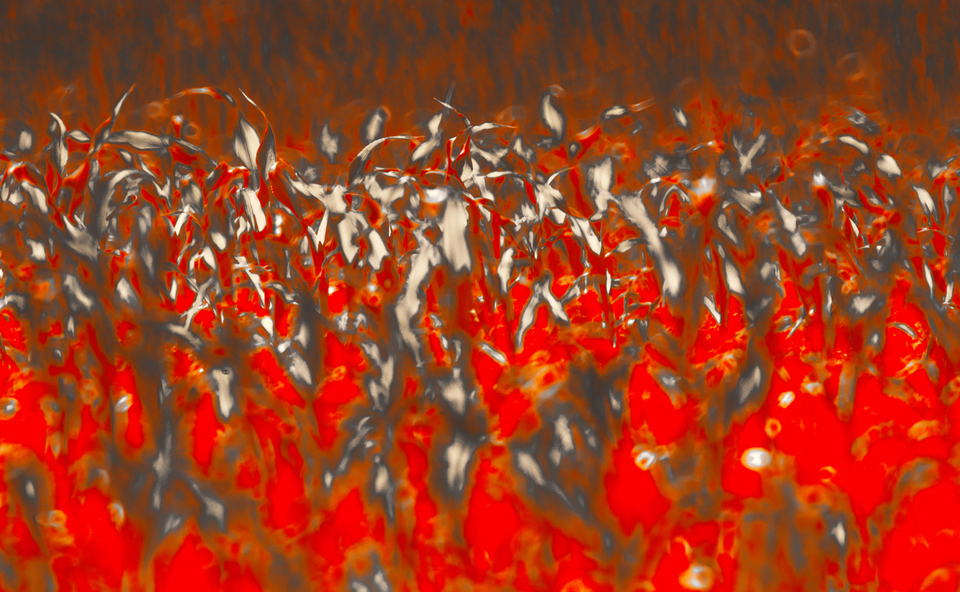 Red Corn II - ID 009636