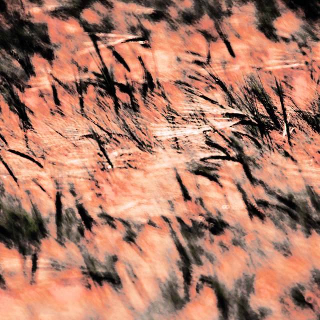 Red Wheat I - ID 009639