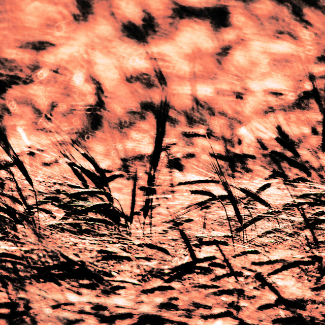 Red Wheat II - ID 009640