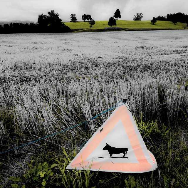 Cow Warning - ID 009690