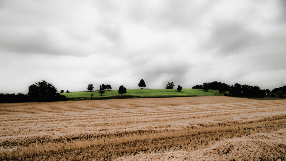 Beige and Green - ID 009691