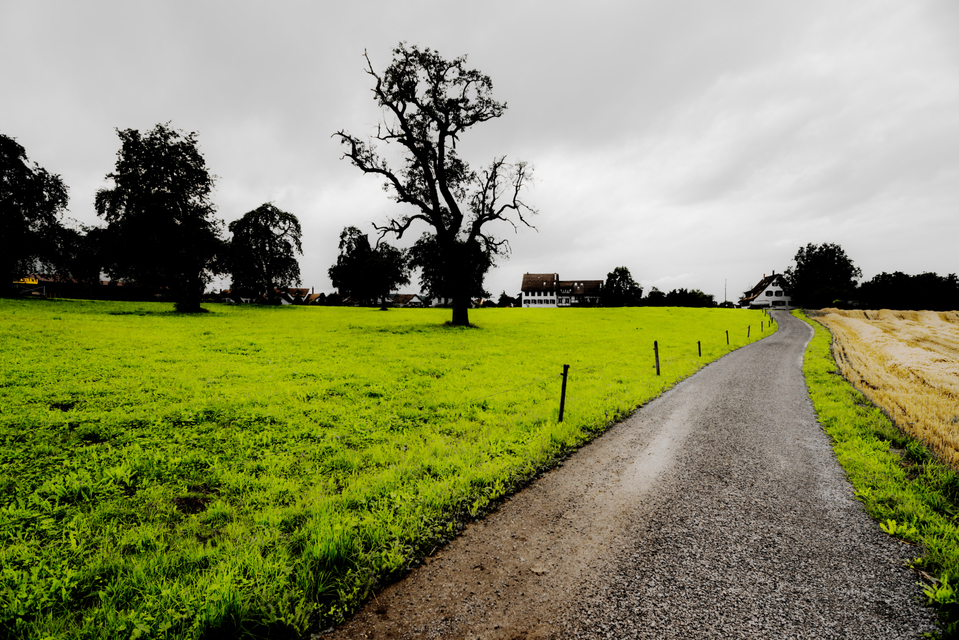 Cow Green - ID 009692