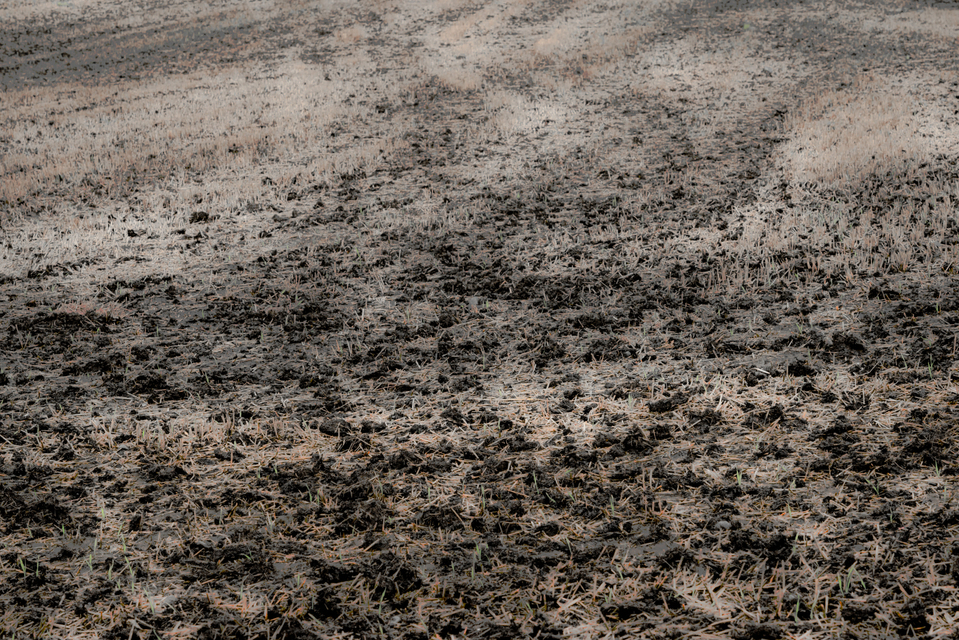 Harvested II - ID 009702