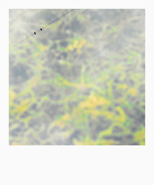 Two Birds on Wire - ID 009703