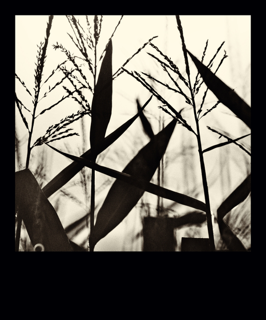 Dark Corn and Sky - ID 009757