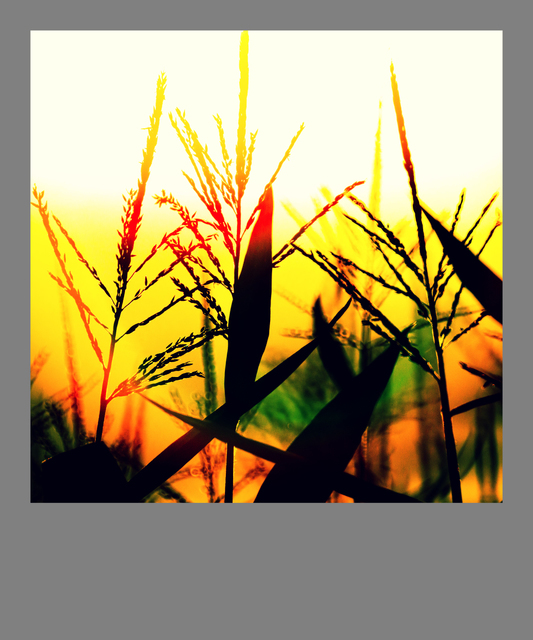 Corn Evening - ID 009759