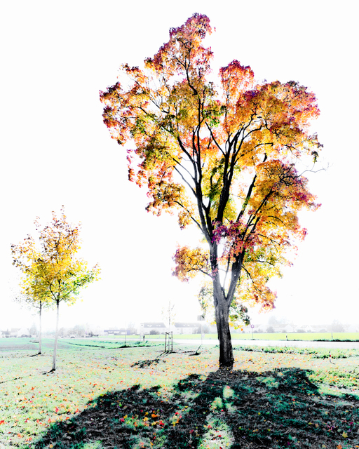 Fall Colors I - ID 009800