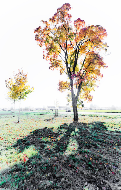 Fall Colors II - ID 009801