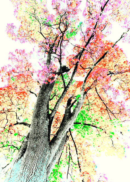 Fall Colors III - ID 009802