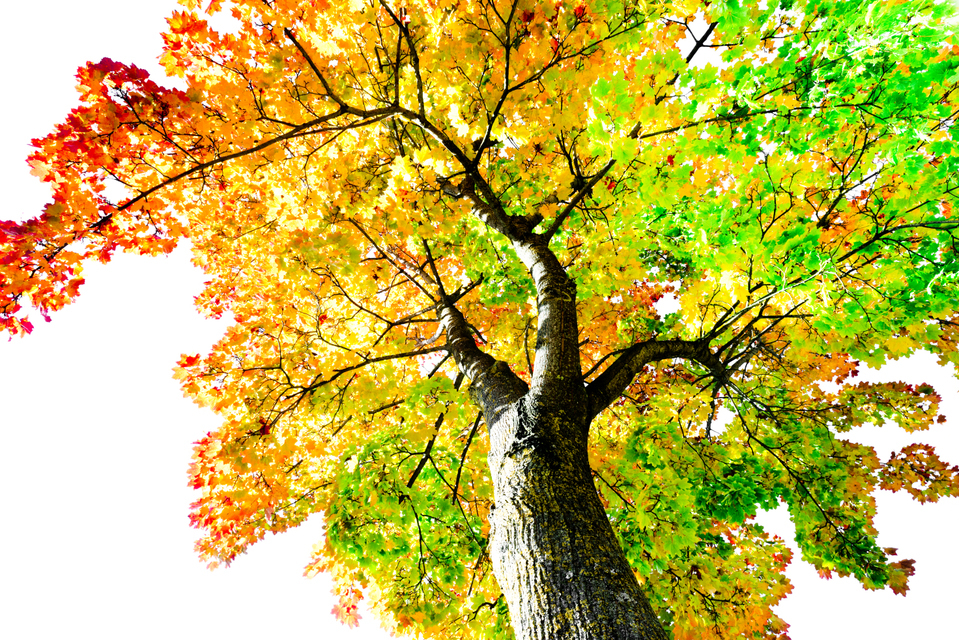 Fall Colors VI - ID 009805