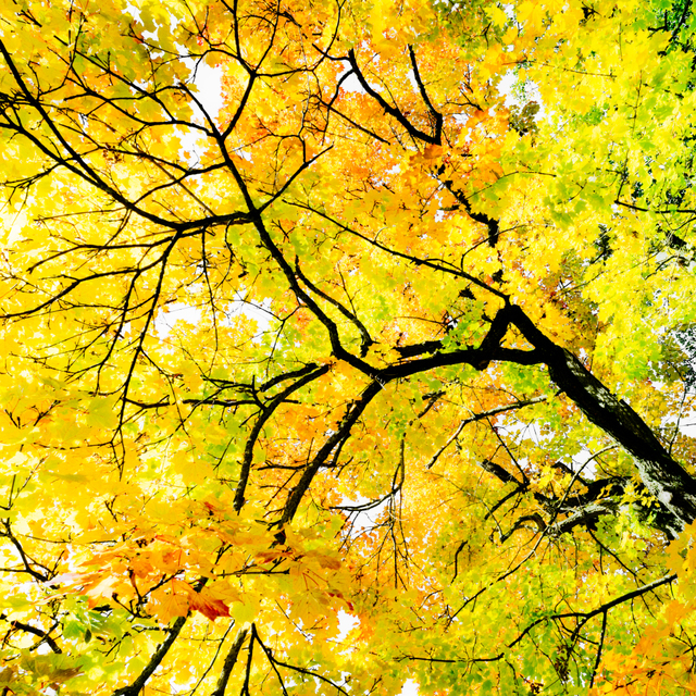 Fall Colors VII - ID 009806