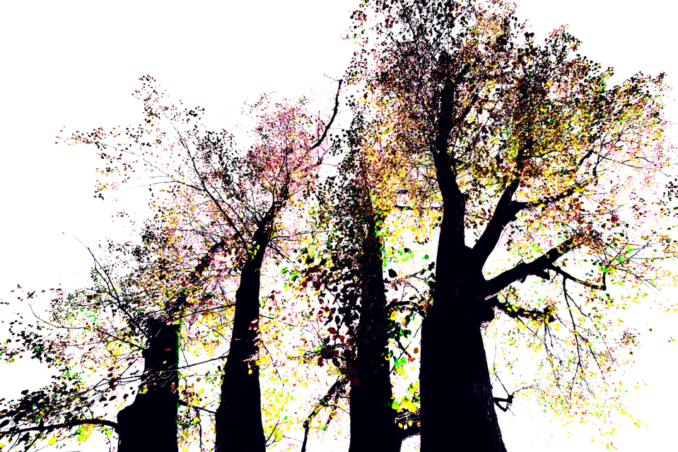 Fall Colors XII - ID 009811