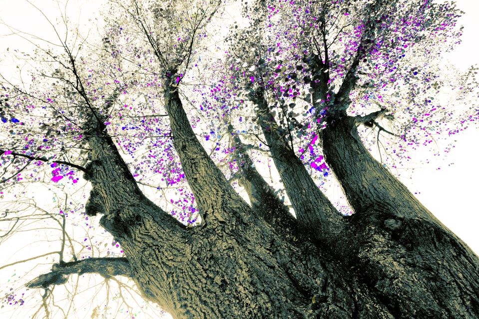 Fall Colors XIV - ID 009813