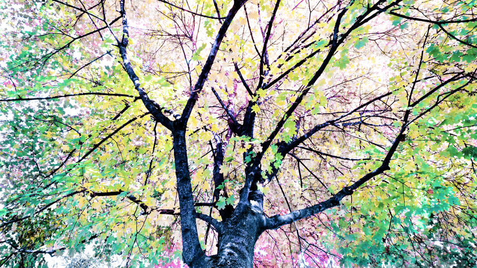 Fall Colors XVIII - ID 009817