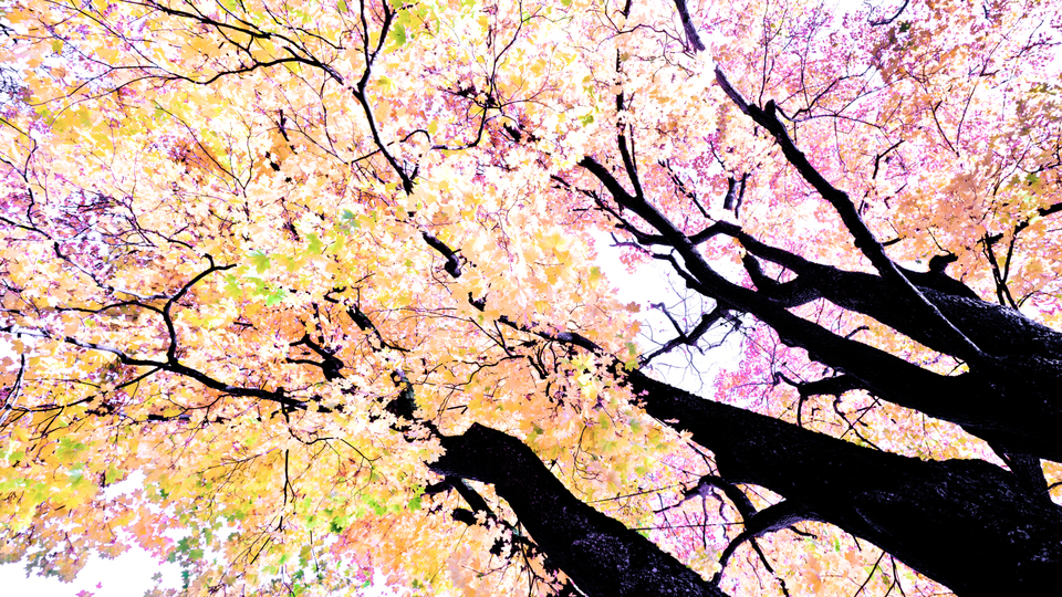 Fall Colors XIX - ID 009818