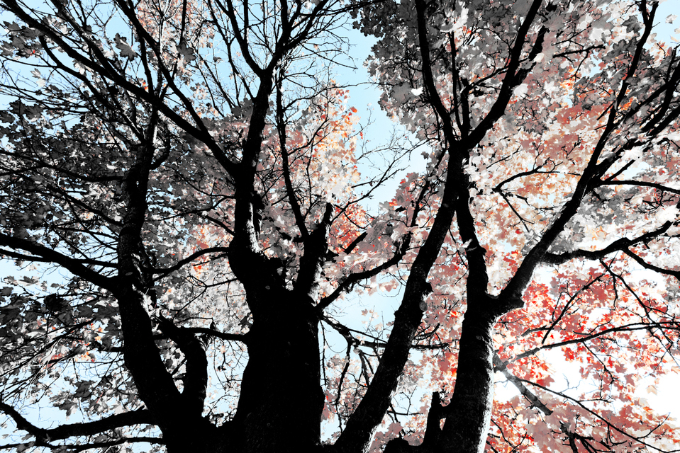 Fall Colors XXI - ID 009820