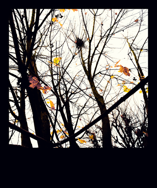 Winter is Near I - ID 009831