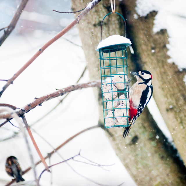Woodpecker and Sparrow - ID 009835