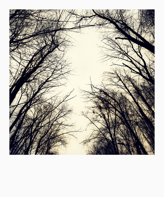 Tree Alley I - ID 009837