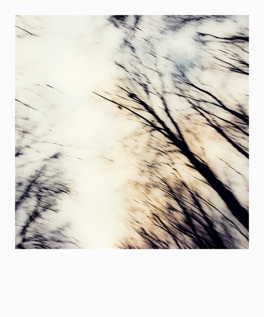 Tree Alley II - ID 009838