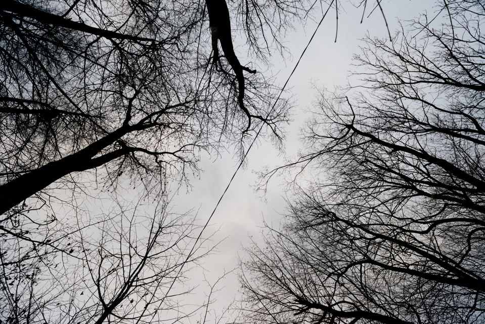 Tree Alley Line - ID 009839