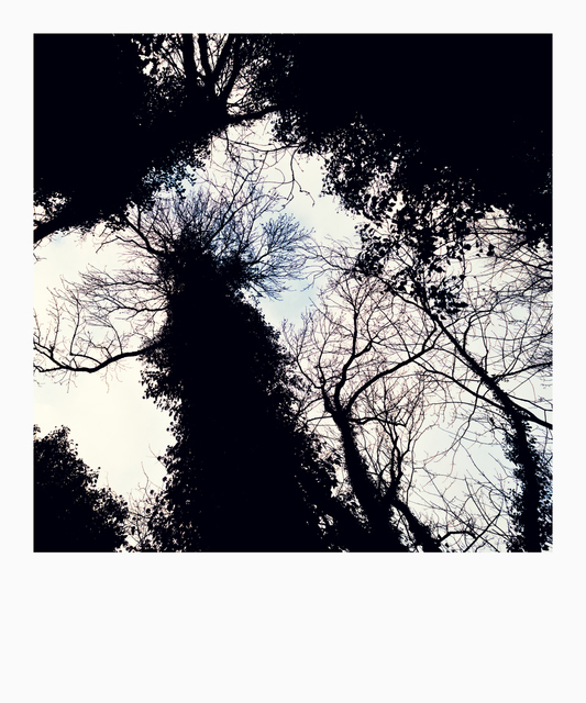 Between Trees I - ID 009841