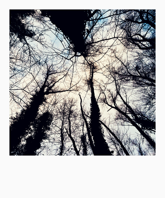 Between Trees II - ID 009842