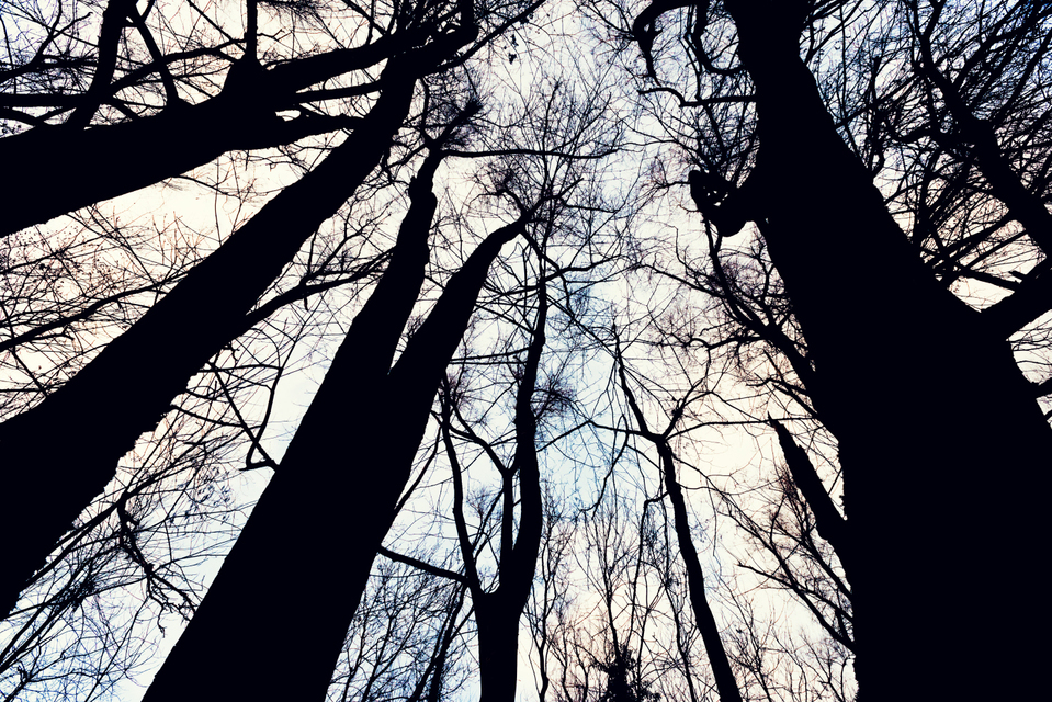 Between Trees III - ID 009843