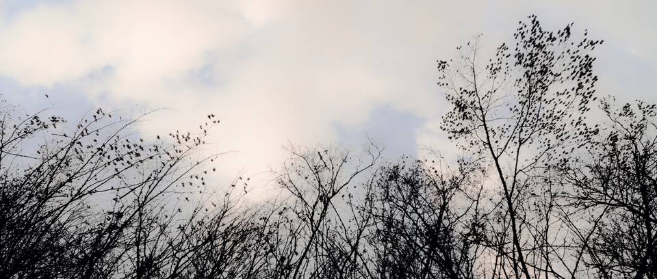 Sky above Forest - ID 009854