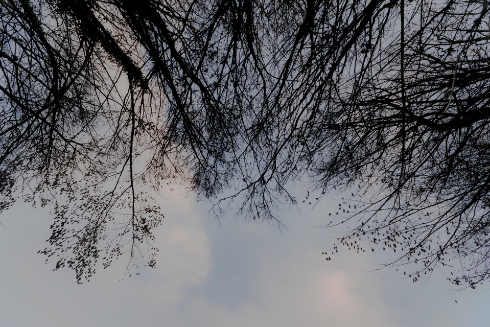 Sky below Forest - ID 009855