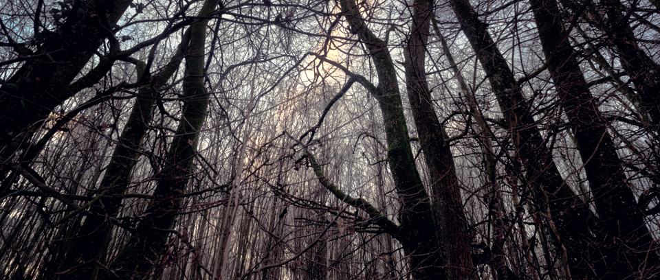 Forest of Trunks - ID 009856