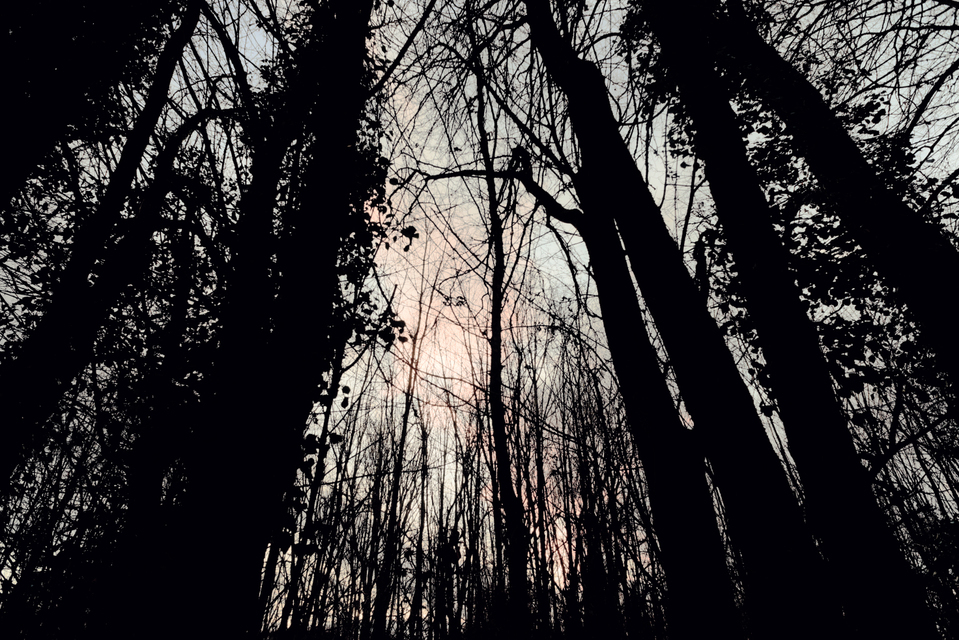 Dark Trunks I - ID 009857