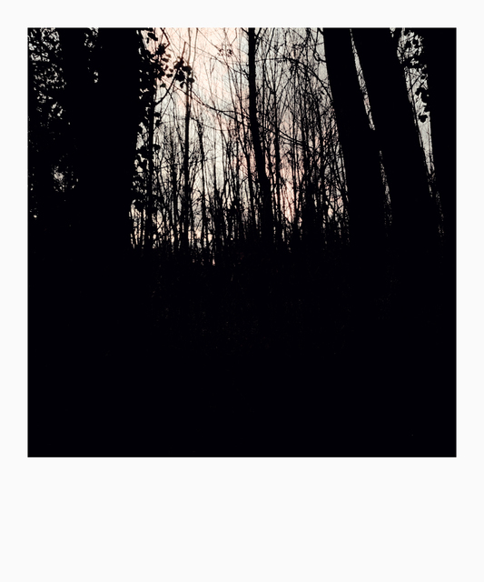 Dark Trunks II - ID 009858