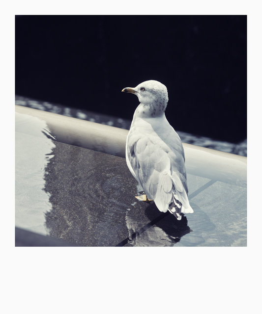 Ground Zero VII - ID 010273