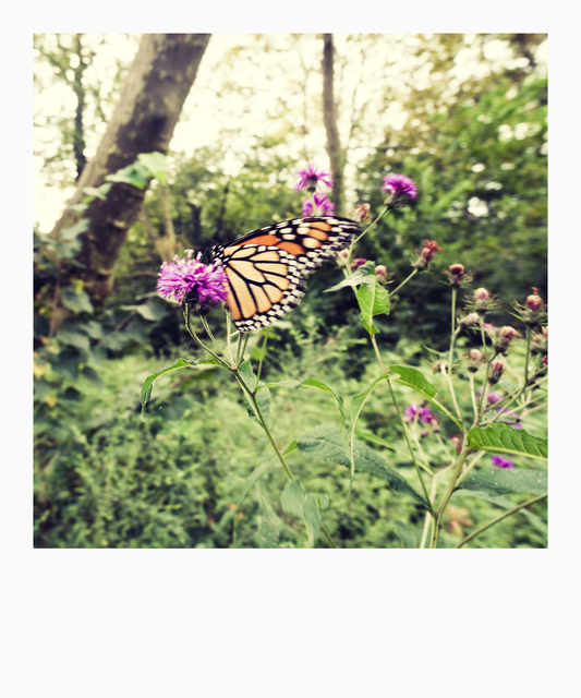 Central Park Butterfly - ID 010431