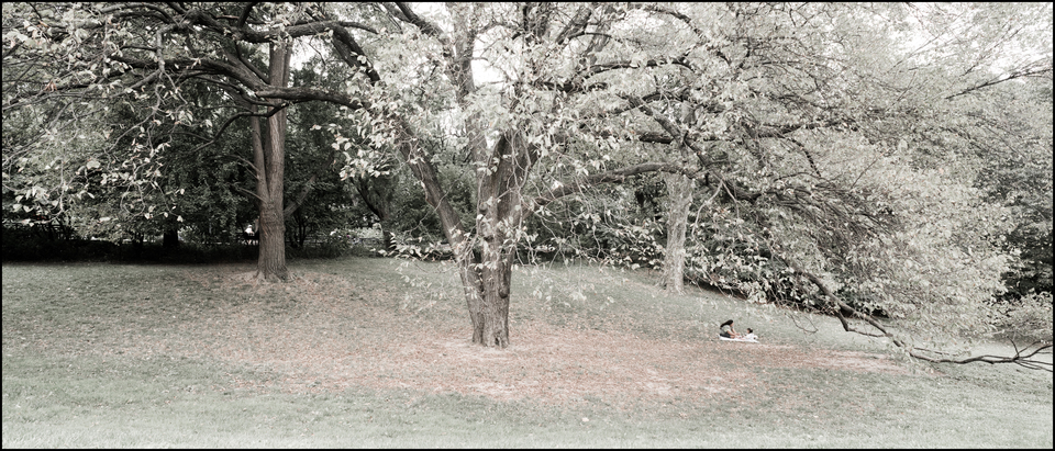 Under the Tree - ID 010435