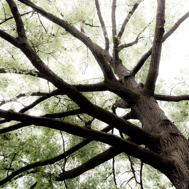 Brooklyn Tree I - ID 010682