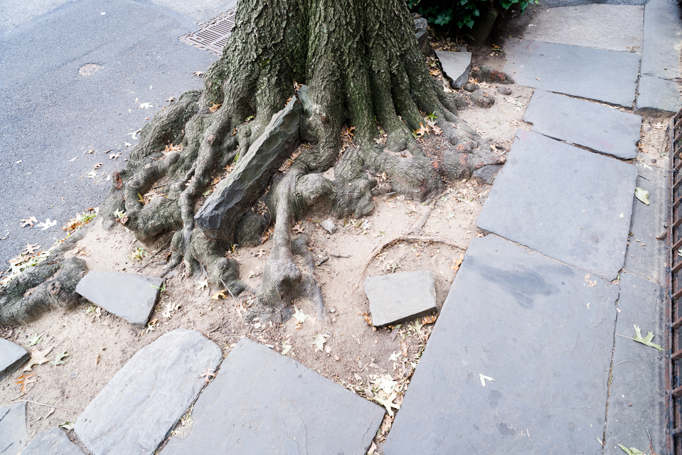 Brooklyn Tree II - ID 010683