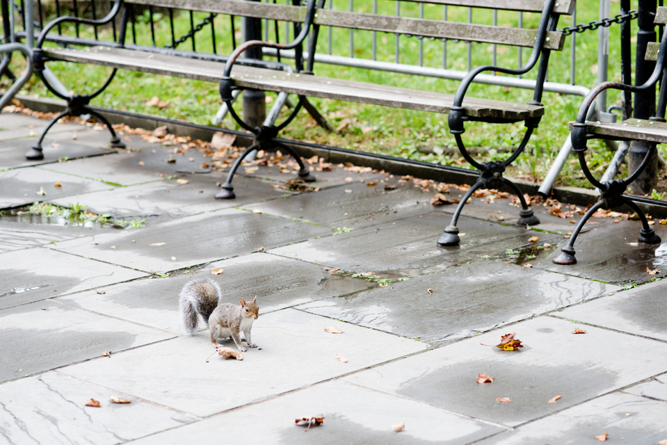 City Squirrel I - ID 010738
