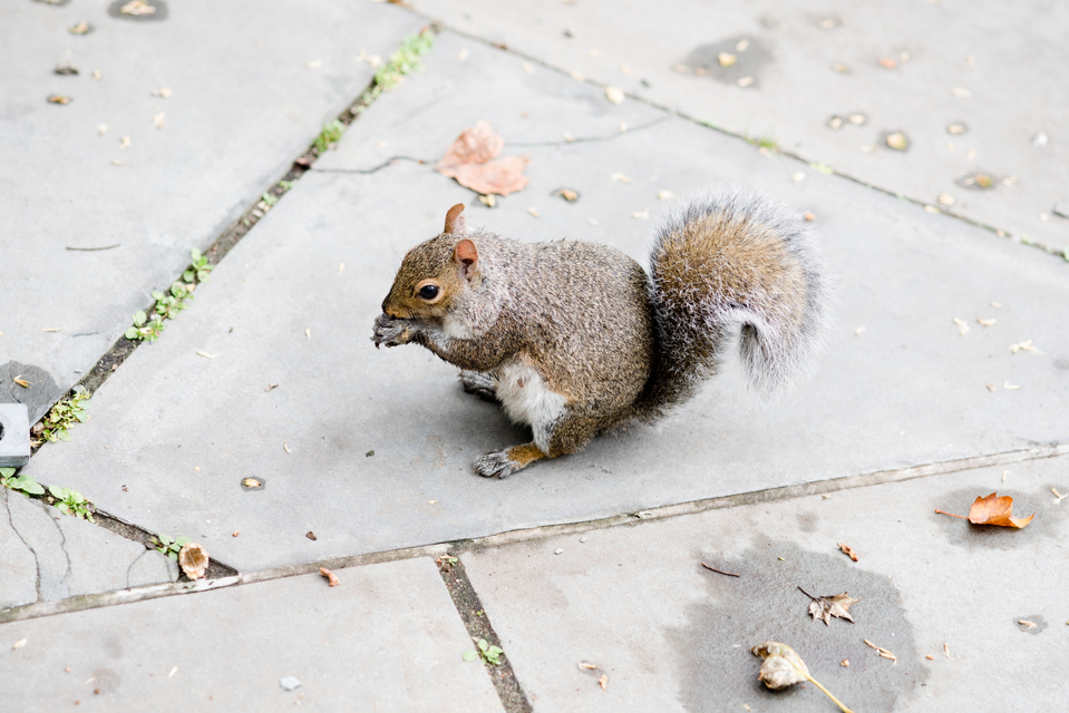 City Squirrel II - ID 010739