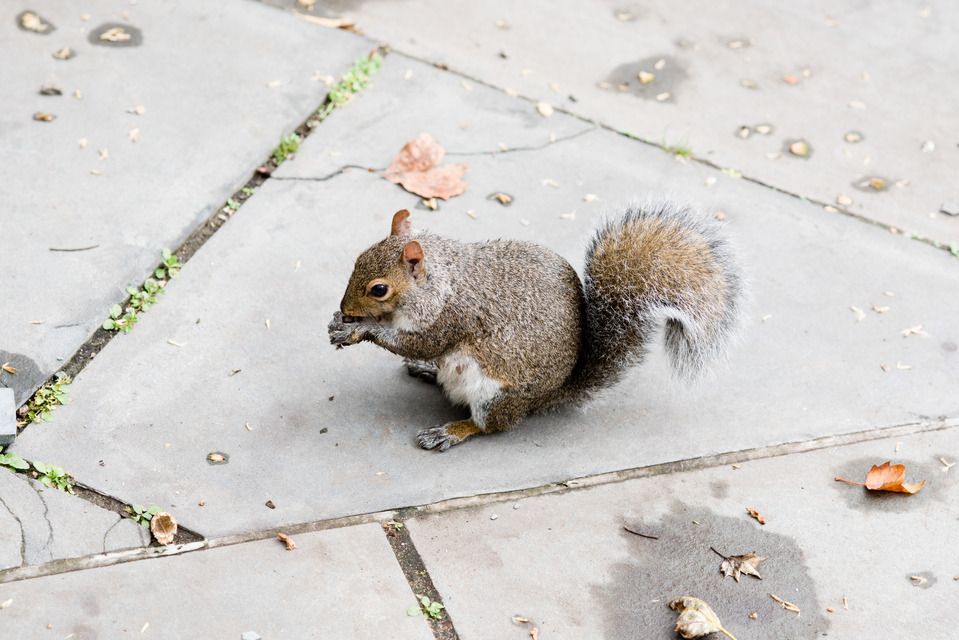 City Squirrel III - ID 010740