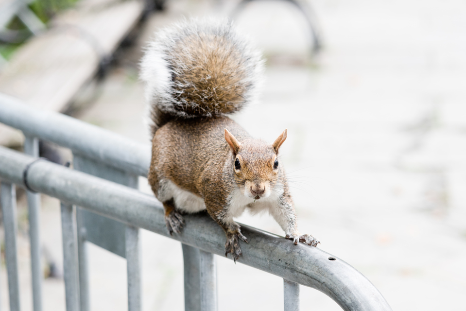 City Squirrel IV - ID 010741