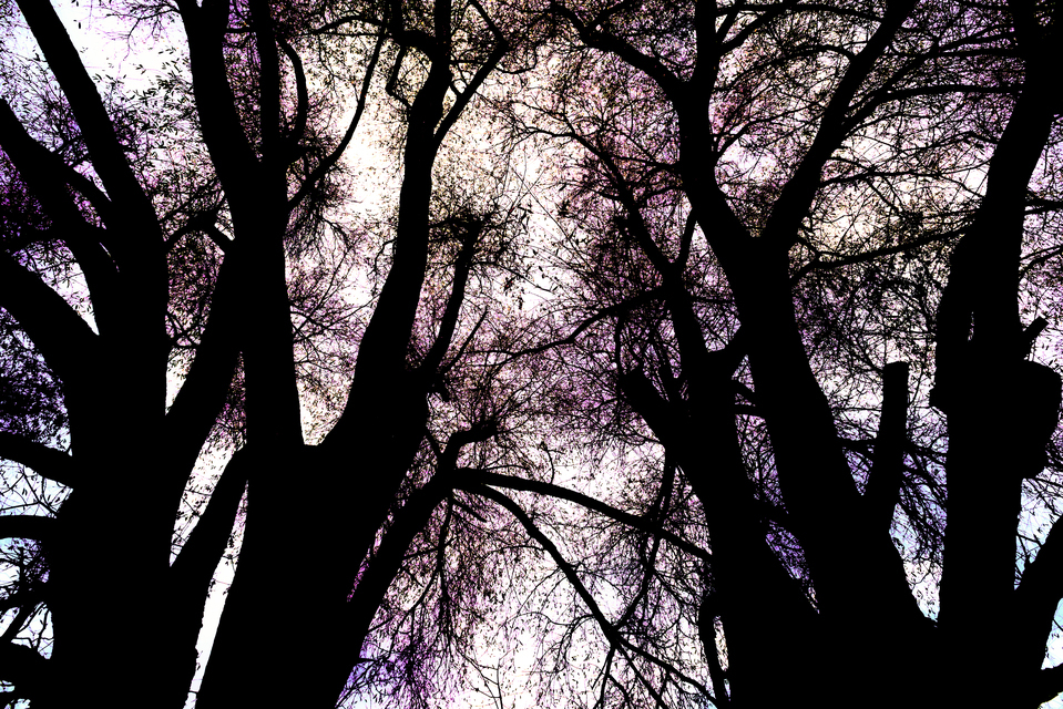 Dark Trees III - ID 010925