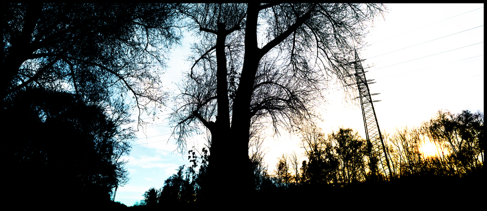 Wood and Power Trees - ID 010927